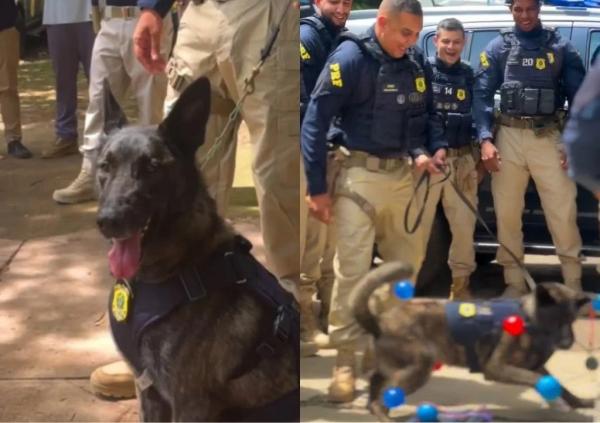 Cachorro da PRF é aposentado após 9 anos de serviço no Piauí; policial adota animal