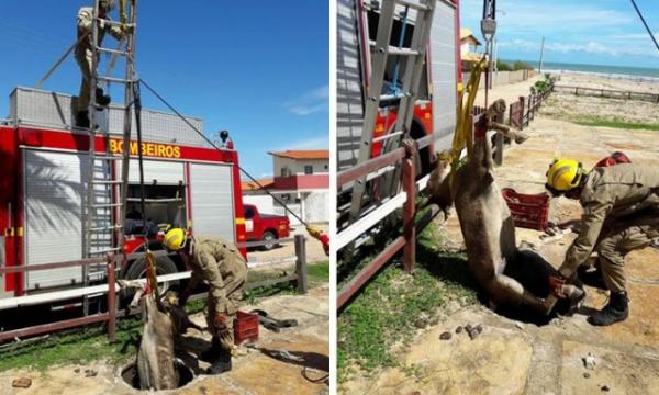 Jumento cai em buraco de 3 metros e &eacute; resgatado no litoral piauiense.(Imagem:Cidadeverde.com)