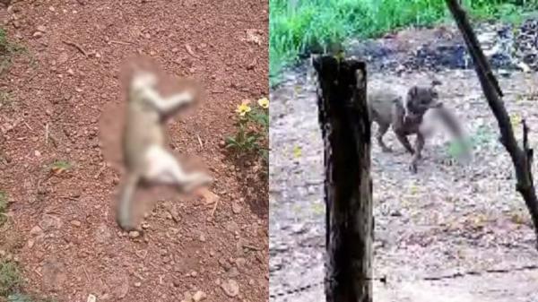 Pitbull invade casa e mata gata enquanto família dormia em Teresina, denuncia morador