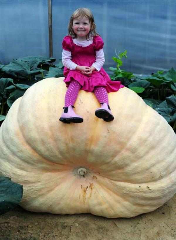 De olho em recorde, gêmeos cultivam abóbora de mais de 635 kg