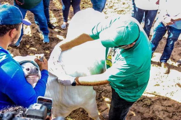 Piauí inicia segunda etapa da Campanha de Vacinação Contra Febre Aftosa