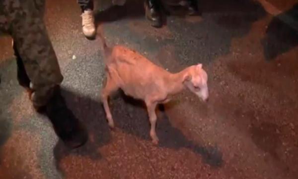 PM apreende cabrito em mochila e descobre