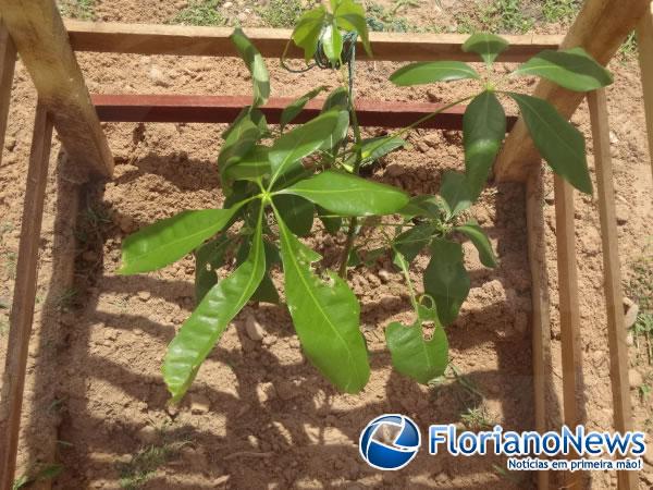Prefeitura de Floriano inicia arborização de Praças.(Imagem:FlorianaoNews)