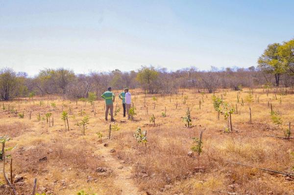 Parque Estadual do Cânion do Rio Poti avança no reflorestamento da caatinga