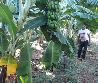 Área de deserto no Piauí produz banana clonada e vira referência nacional