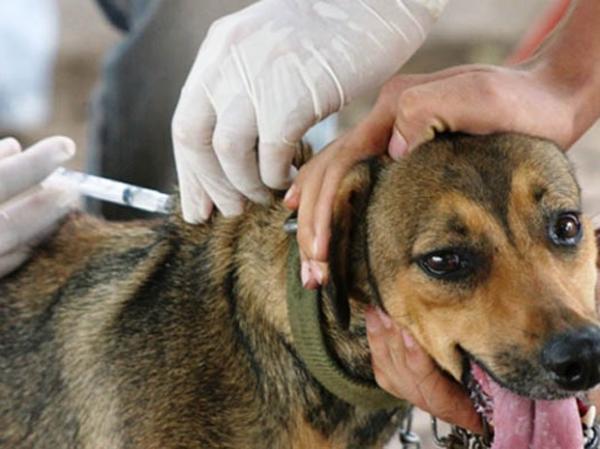 C&atilde;es e gatos s&atilde;o vacinados contra raiva.(Imagem:Foto:G1/PB)