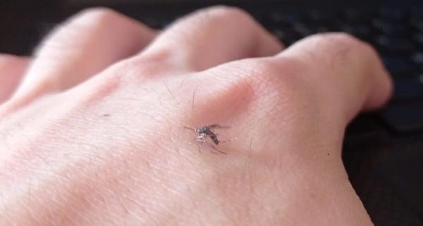 Jovem de 24 anos é a oitava vítima de morte por dengue no Piauí