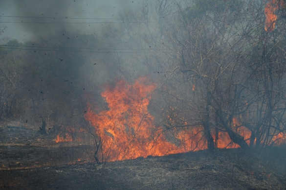 "100% dos incêndios no Piauí são causados pelo homem", diz bombeiros
