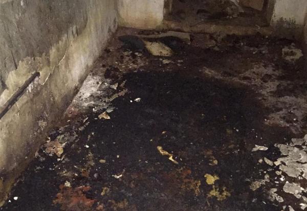 Filhotes de cães são queimados vivos em casa abandonada no município de Picos