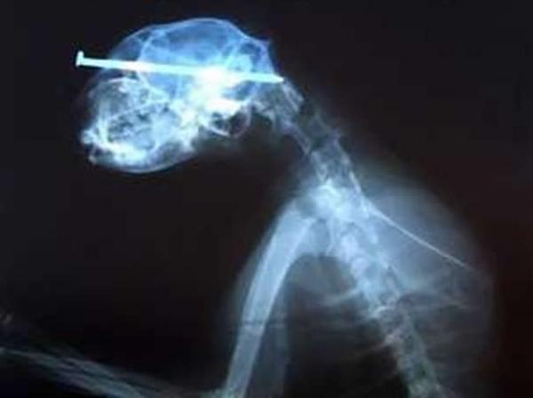 Raio-x da cabe&ccedil;a do felino(Imagem:G1)
