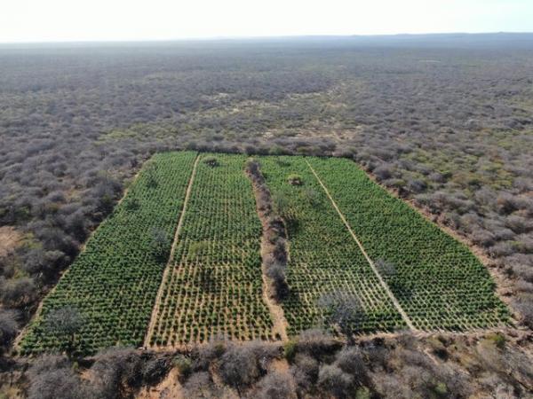PM encontra plantação de 12 hectares de maconha na zona rural de Dom Inocêncio, no Piauí