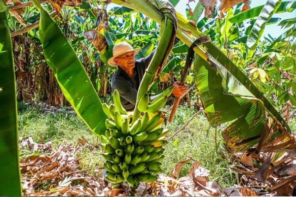 Rafael Fonteles sanciona Lei de Incentivo à Fruticultura Sustentável