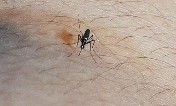 Piauí confirma 2ª morte por dengue em 2024; morte de criança será apurada