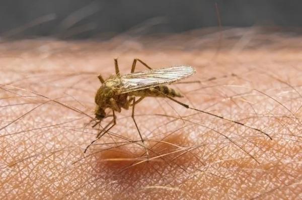 Sesapi realiza capacitação para vigilância e o controle das leishmanioses no estado