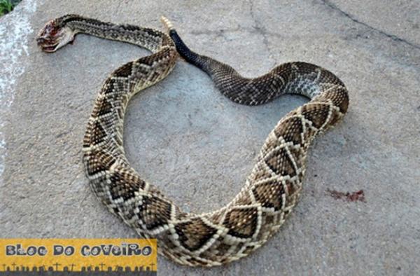 Criança é picada por cascavel enquanto caminhava com o pai