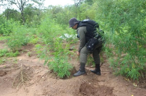  Pol&iacute;cia Militar encontra e incinera planta&ccedil;&atilde;o de maconha com 2 hectares na zona rural de Paulistana, no Piau&iacute;.(Imagem:Pol&iacute;cia Militar )