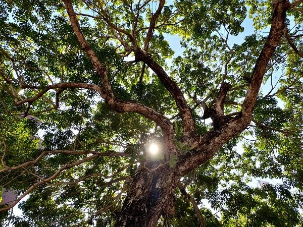 Piauí é o terceiro estado do Brasil que mais desmatou áreas da Mata Atlântica