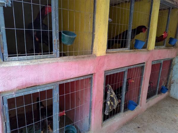 PM descobre droga e criatório de galos de briga dentro de casa em Fronteiras