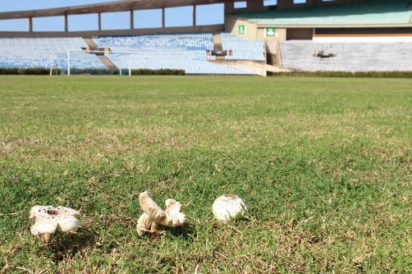 Cogumelos no meio de campo do est&aacute;dio Albert&atilde;o.(Imagem:Renan Morais/GloboEsporte.com)