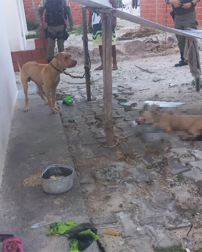 Pitbull morre após ser encontrado acorrentado e debilitado em Parnaíba
