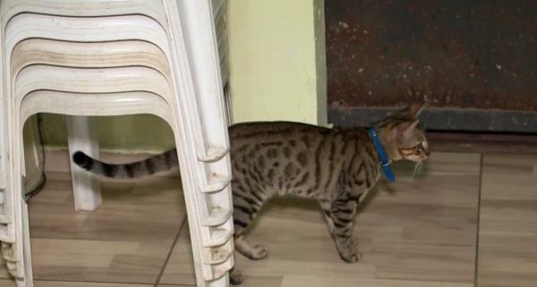 O cuidado vai al&eacute;m do carinho. &Eacute; importante ter cuidado com a alimenta&ccedil;&atilde;o e sa&uacute;de do felino.(Imagem:Reprodu&ccedil;&atilde;o / TV Clube)