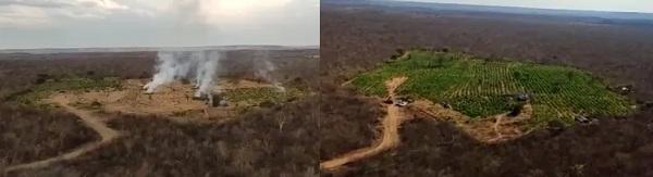  Pol&iacute;cia queima planta&ccedil;&atilde;o com 170 mil p&eacute;s de maconha em Campinas do Piau&iacute;.(Imagem:Divulga&ccedil;&atilde;o/PM )